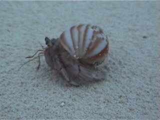 Coenobita cavipes in Achatina shell