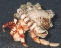 Click here for the page with thumbnails of pictures of Coenobitidae