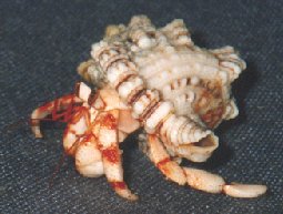 Coenobita perlata (Coetivy)