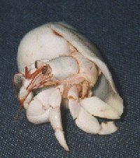 Coenobita perlata (Coetivy)