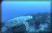Caretta.mpg