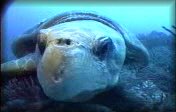 Caretta1.mpg