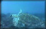 Chelonia1.mpg