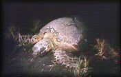 Eretmochelys.mpg
