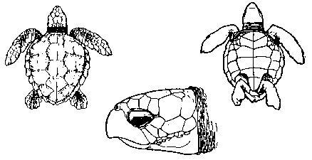 carapa�a