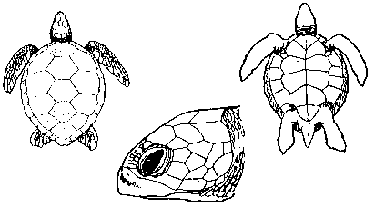 carapaça