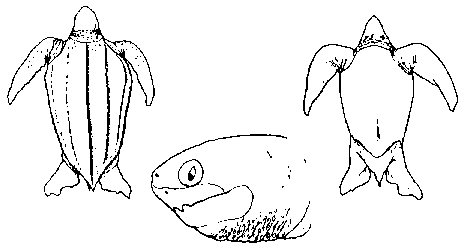 carapa�a