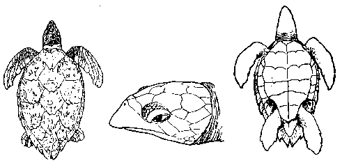 carapa�a