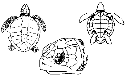 carapa�a