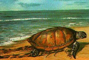 subindo � praia