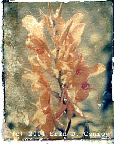 Polaroid Transfer