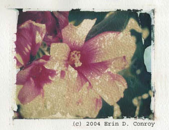 Polaroid Transfer
