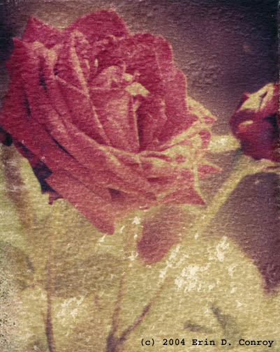 Polaroid Transfer