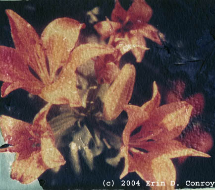 Polaroid Transfer