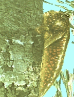 Peixe terrestre