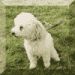 Spanky Killer Attack Poodle