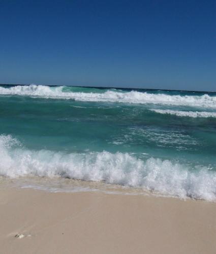 Lady Elliot Island Videos
