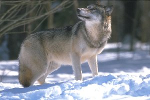 Lone Wolf