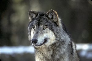 Wolf Close