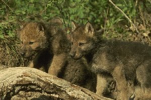 Wolf Pups