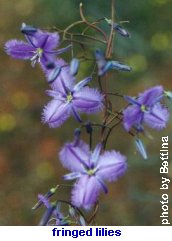 [fringed lilies]