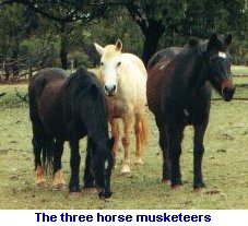 [the three horse musketeers]