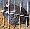 funny looking chicken