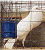 funny looking pigeon