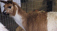 a llama