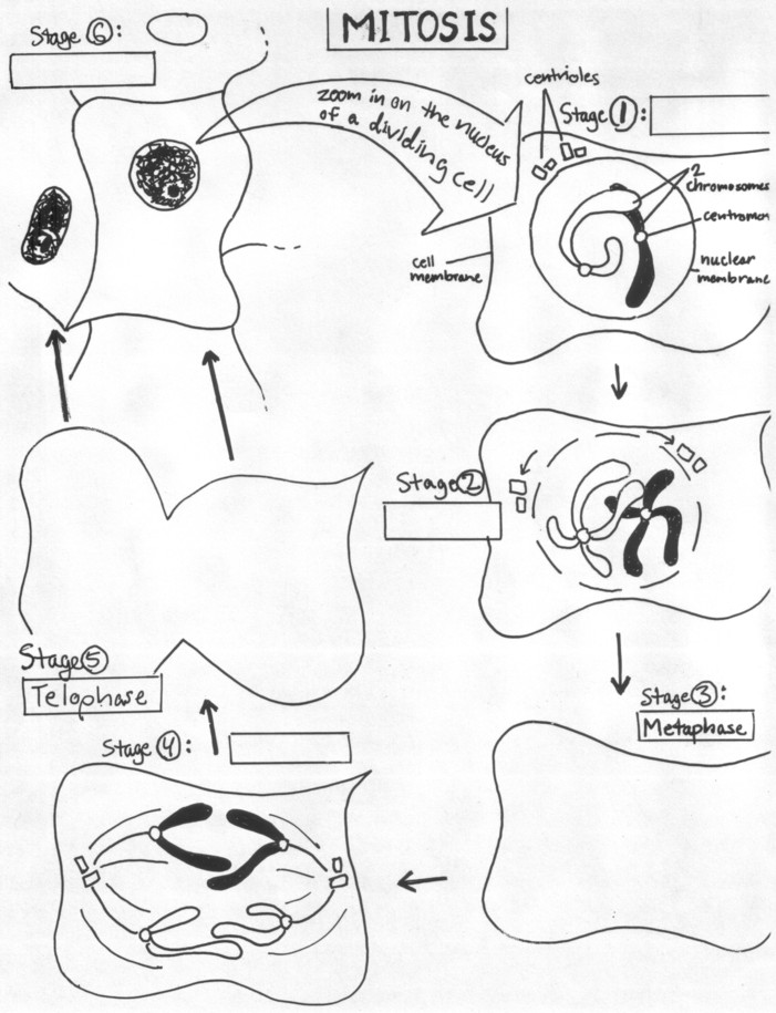 animal-and-plant-mitosis-worksheet-answers