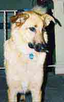 Josie