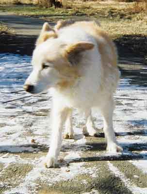 Yuki