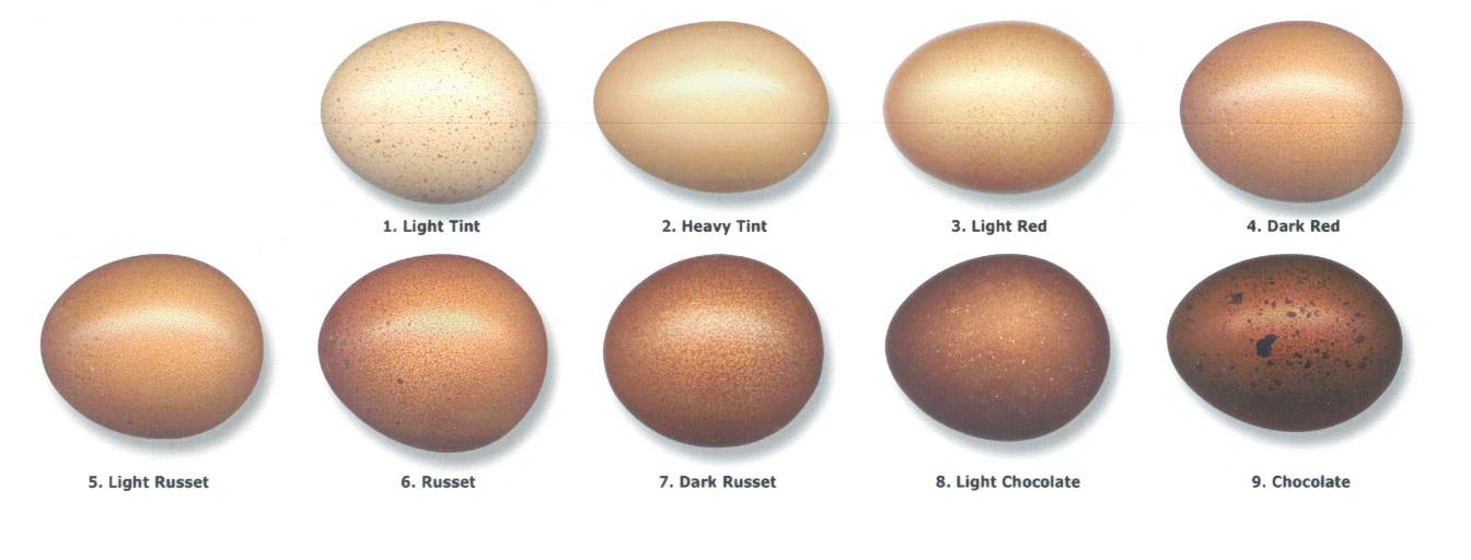 Chicken Egg Color Chart By Breed