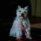 Oskar the Dog