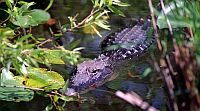 alligator68.jpg (9529 bytes)