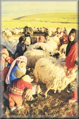 Tarim ve Hayvanc�l�k