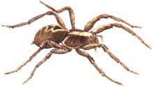 aranha_de_grama.JPG (9072 bytes)