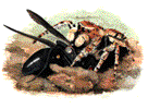 evarcha3.gif (6570 bytes)