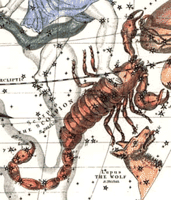 scorpius22.gif (33425 bytes)