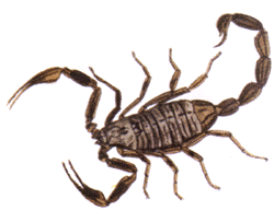 tityus_bahiensis.