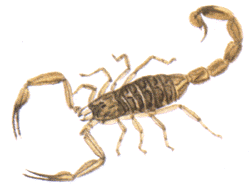 tityus_serrulatus