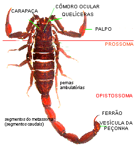 vista_dorsal.gif (16551 bytes)