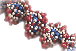 DNA