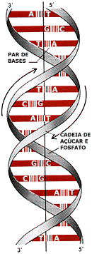 h�lice dupla