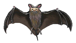 morcego.gif (8397 bytes)