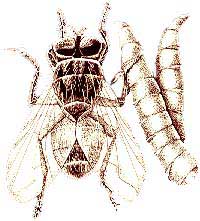 mosca.JPG (21905 bytes)