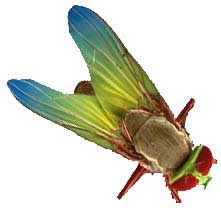 muscadomestica.jpg (12121 bytes)