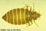 cimexlectularius-malebedbug.gif (7277 bytes)