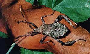 coreidae.jpg (24950 bytes)