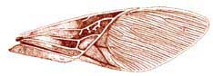 fig1.JPG (8726 bytes)